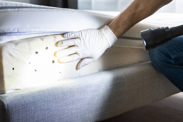 Reliable Candor, NC Pest Control Solutions