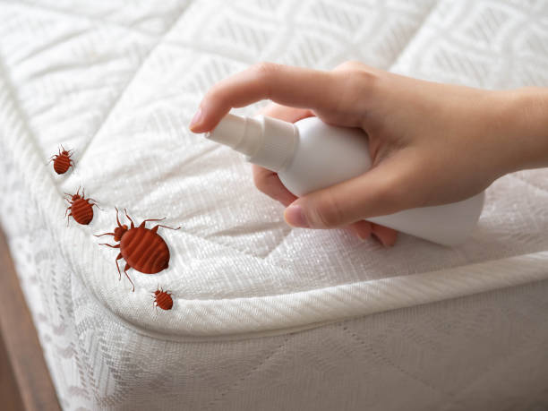 Best Ant Control Services  in Candor, NC