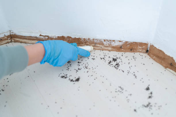 Best Bed Bug Extermination  in Candor, NC